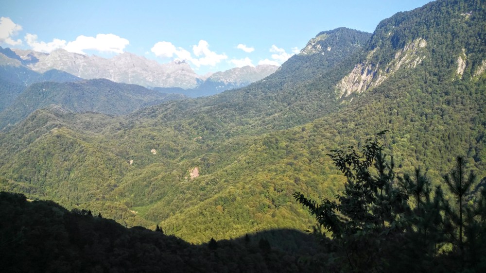 Swanetien/riesige Waldflächen/grosser Kaukasus/Georgien