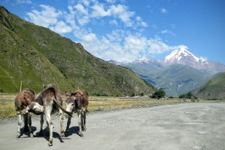 Esel spazieren auf der Strasse