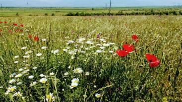 Frühlingsblumen in Zentralgeorgien