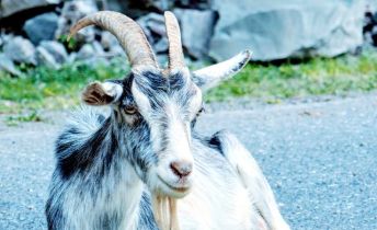 ziege auf der strasse