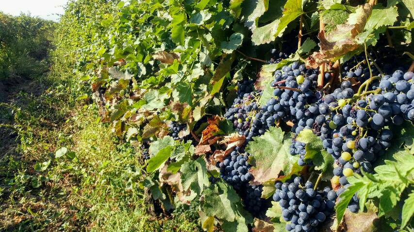 weintrauben-georgien
