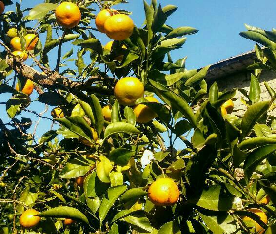 orangenhain bei batumi