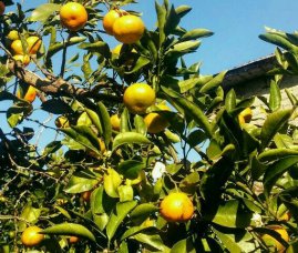 orangenhain bei batumi