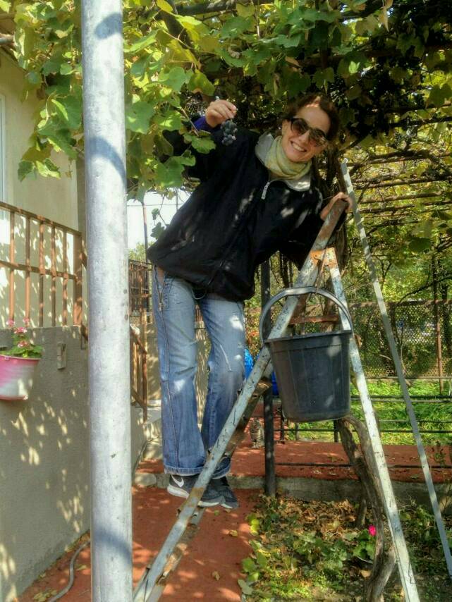 traubenernte bei Tbilisi. In Georgien gibt es über 500 verschiedene Traubensorten!