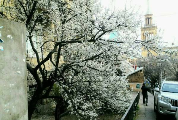 In der Altstadt blühende Bäume. Der Frühling ist da!