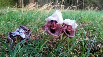Seltene Blumen blühen im Vardzia Flusstal