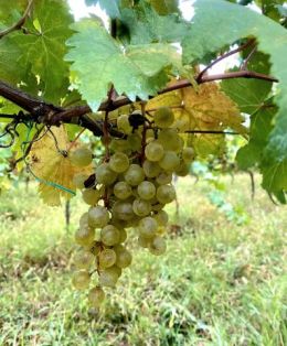 Die weisse Traubensorte ist in Georgien sehr beliebt