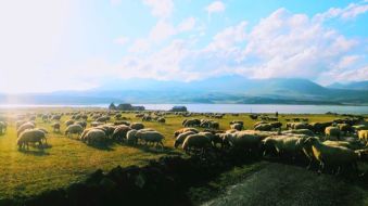 schafherde vor vulkansee