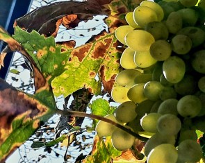 Alte Weintradition Kvevri