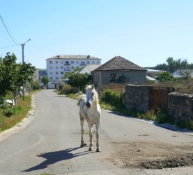 Füllen in Südgeorgien