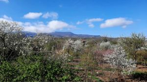 Bäume blühen in Zentral Georgien