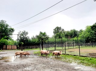 schweine überqueren die strasse