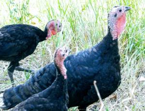 Freche Trutenhühner blinzeln im Gras