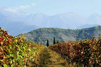 Herbst im Weingebiet Kakheti